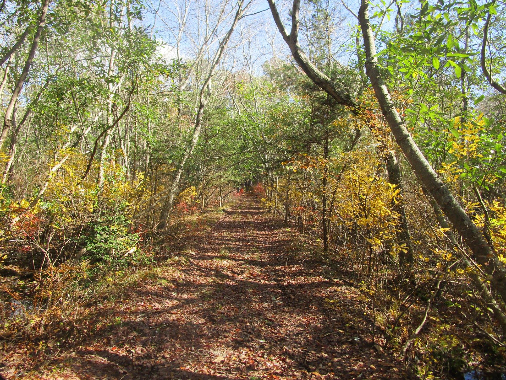 Batona Trail Races - cover image