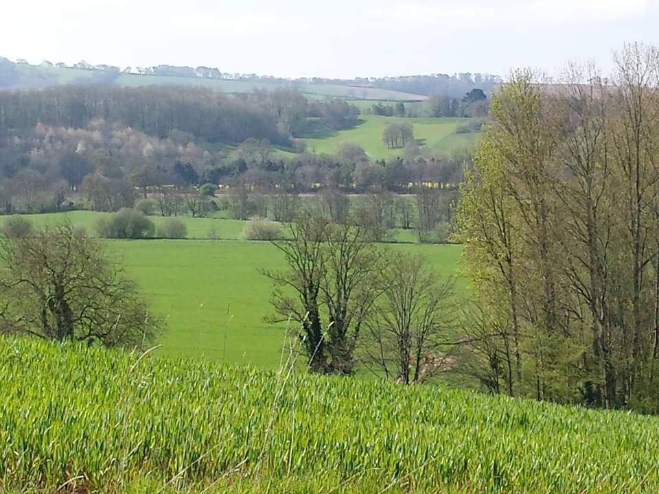 Crediton Crunch 10K - cover image