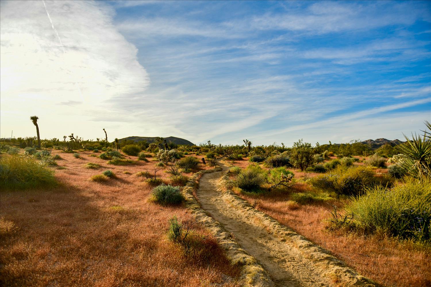 4 Hours and 20 Minutes of Joshua Tree - cover image