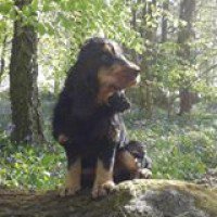 reviewer profile image